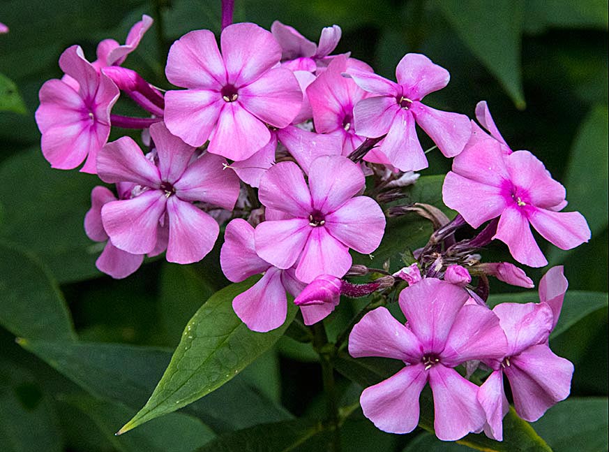 Second Bloom